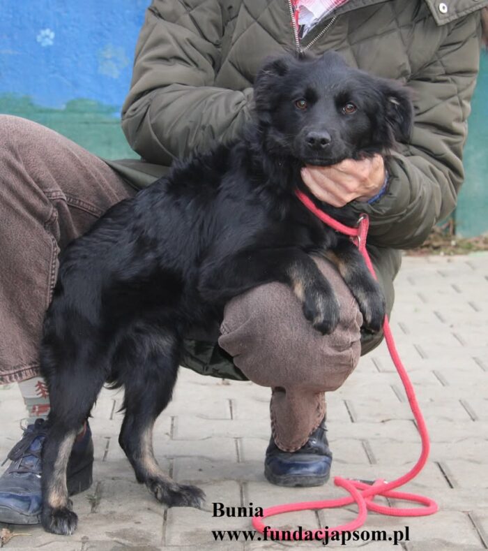 Bunia - obrazek 4
