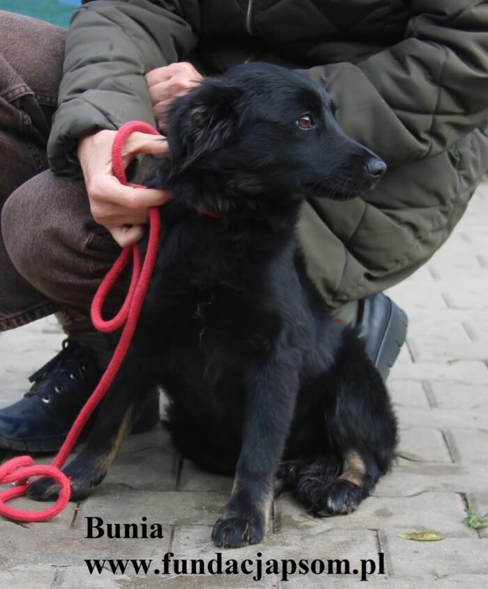 Bunia - obrazek 5