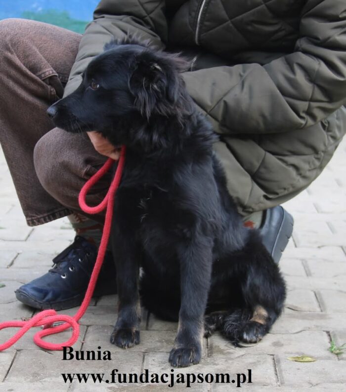 Bunia - obrazek 6