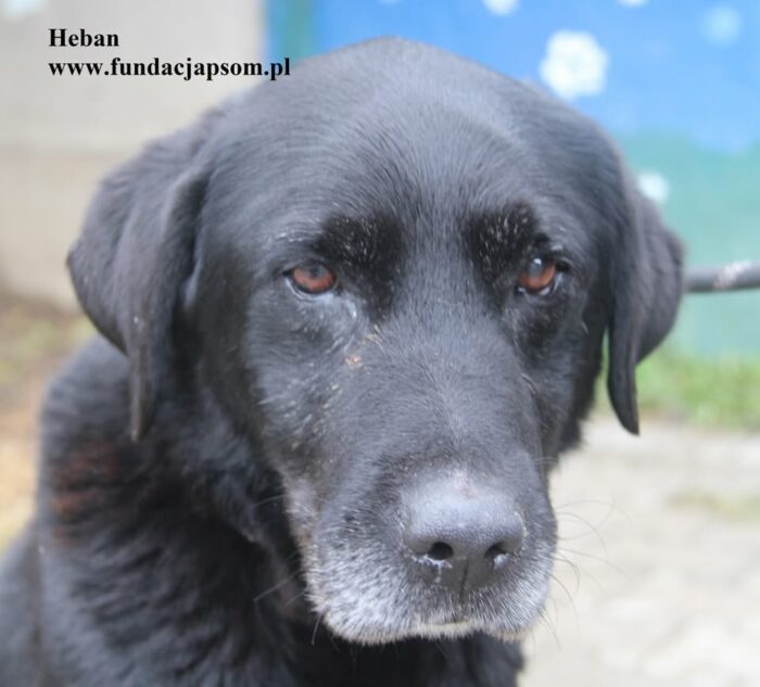 Heban