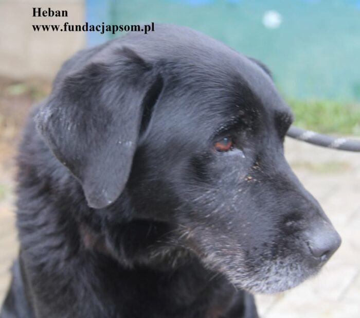 Heban - obrazek 3