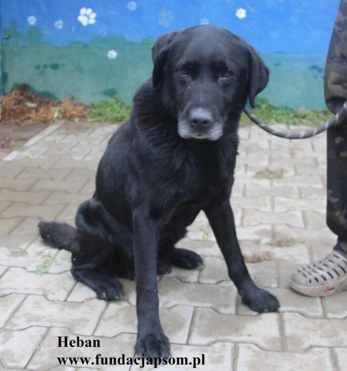 Heban - obrazek 4