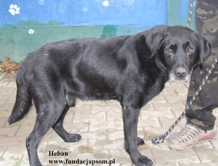 Heban - obrazek 5