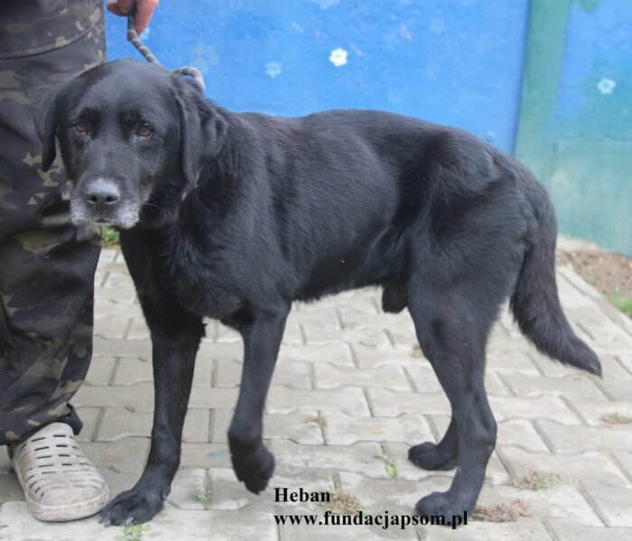 Heban - obrazek 6