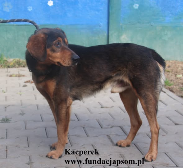 Kacperek - obrazek 5