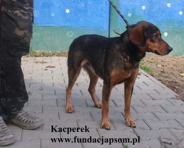 Kacperek - obrazek 6