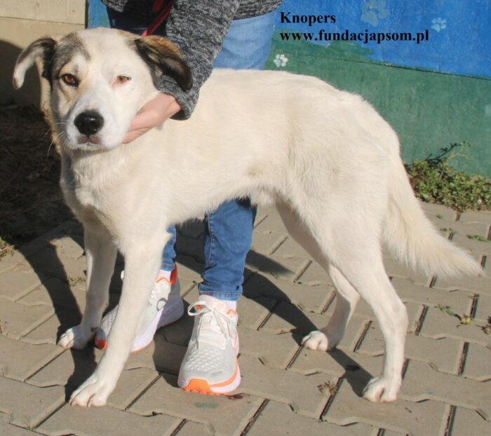 Knopers