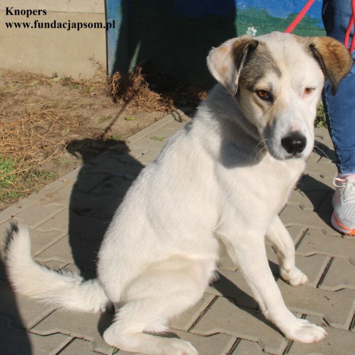 Knopers - obrazek 5