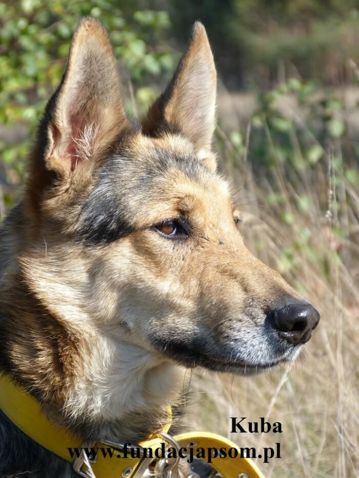 Kuba