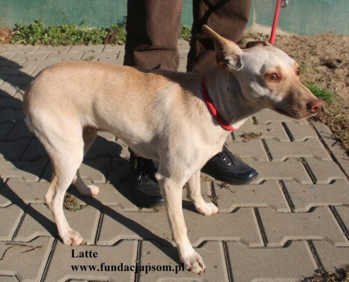latte - obrazek 4