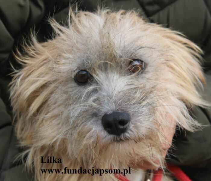 Lilka