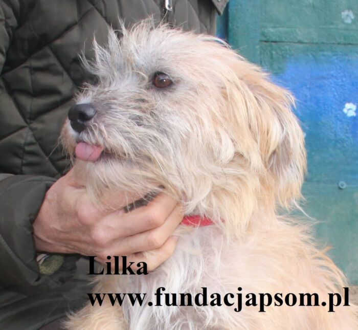Lilka - obrazek 2