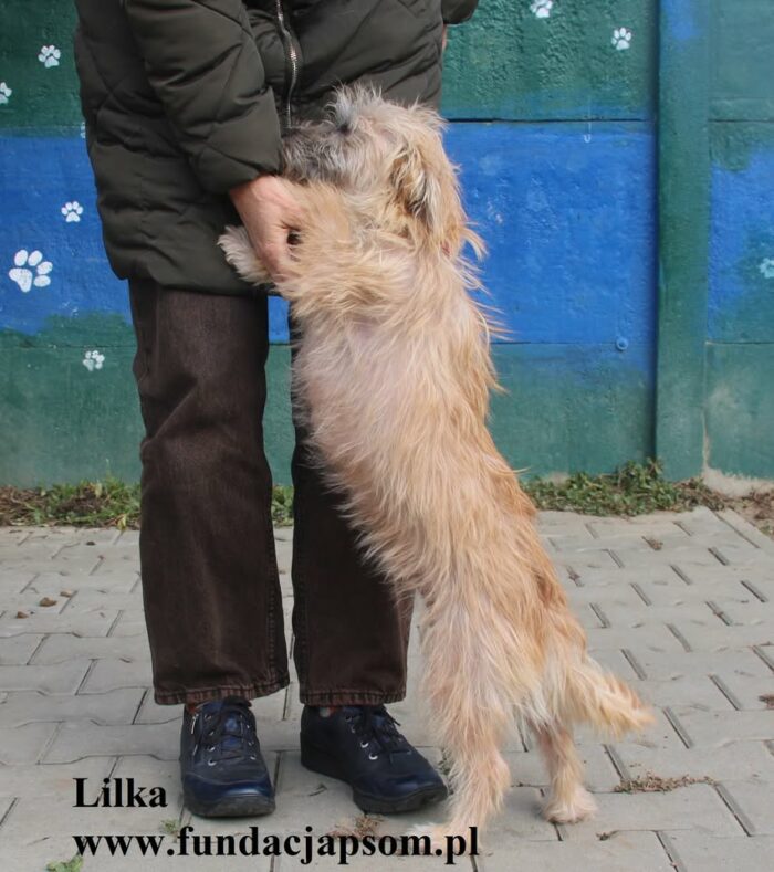 Lilka - obrazek 4