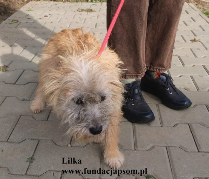 Lilka - obrazek 6