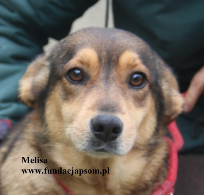 Melisa