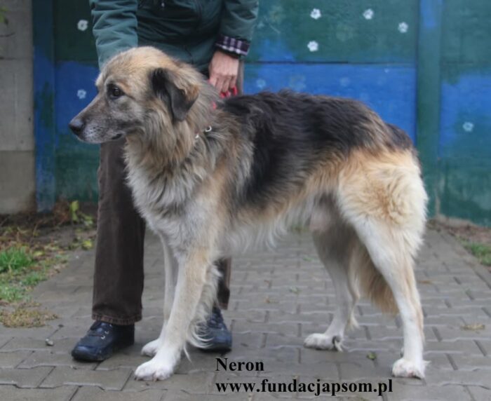 Neron - obrazek 5