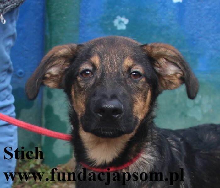 Stich