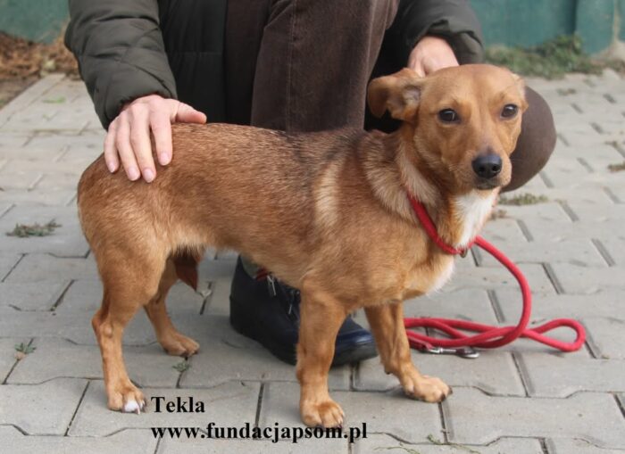Tekla - obrazek 5