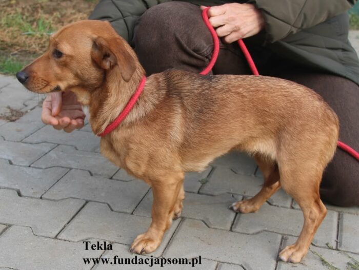 Tekla - obrazek 6