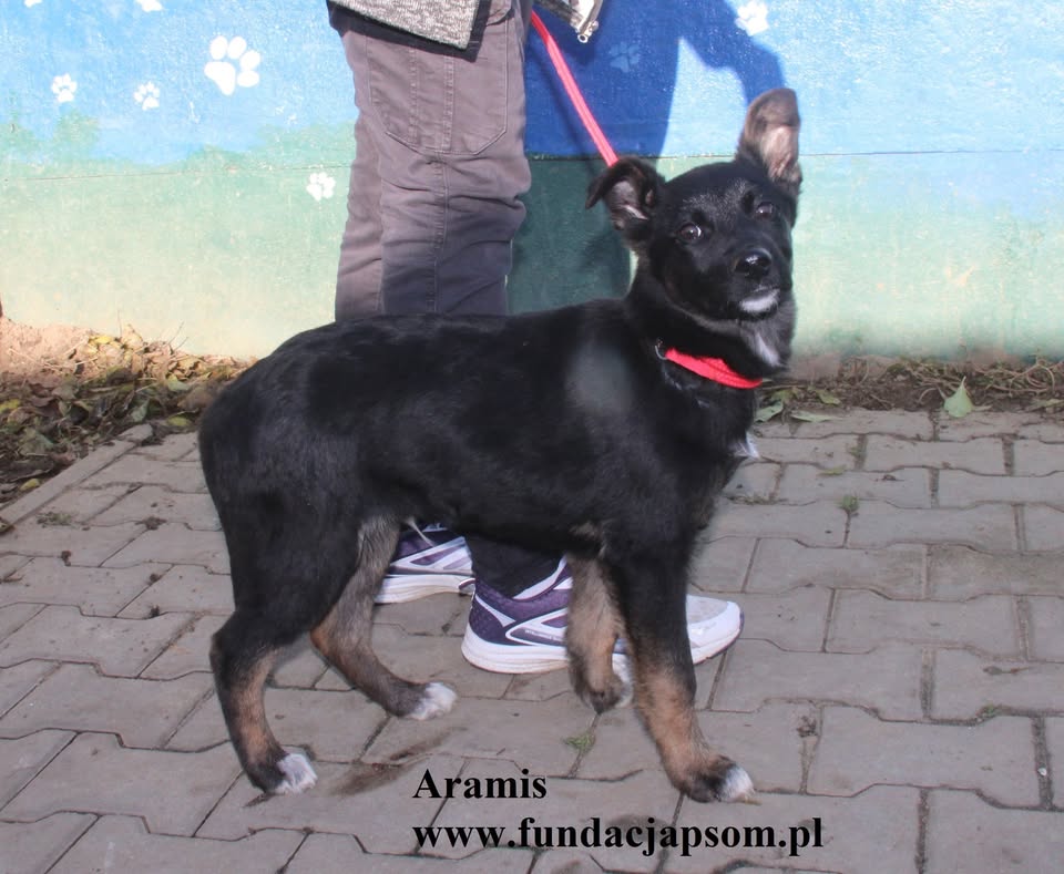 Aramis - obrazek 3