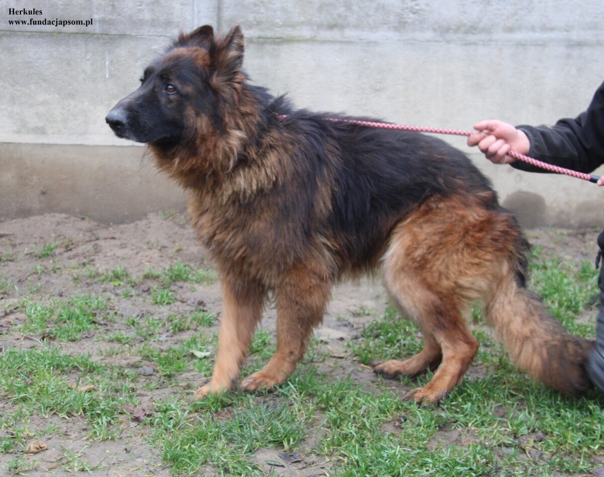 Herkules - obrazek 4