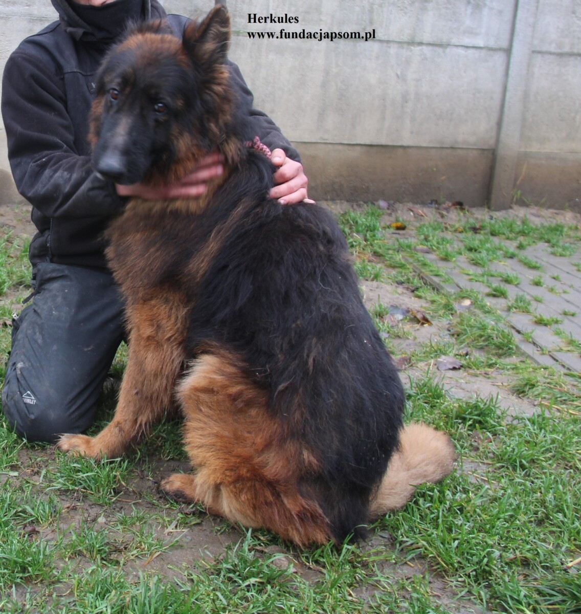 Herkules - obrazek 5