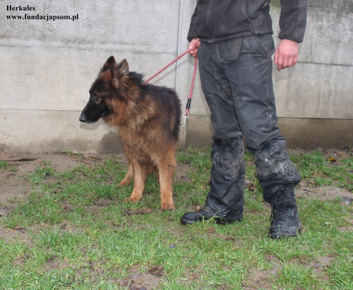 Herkules - obrazek 7