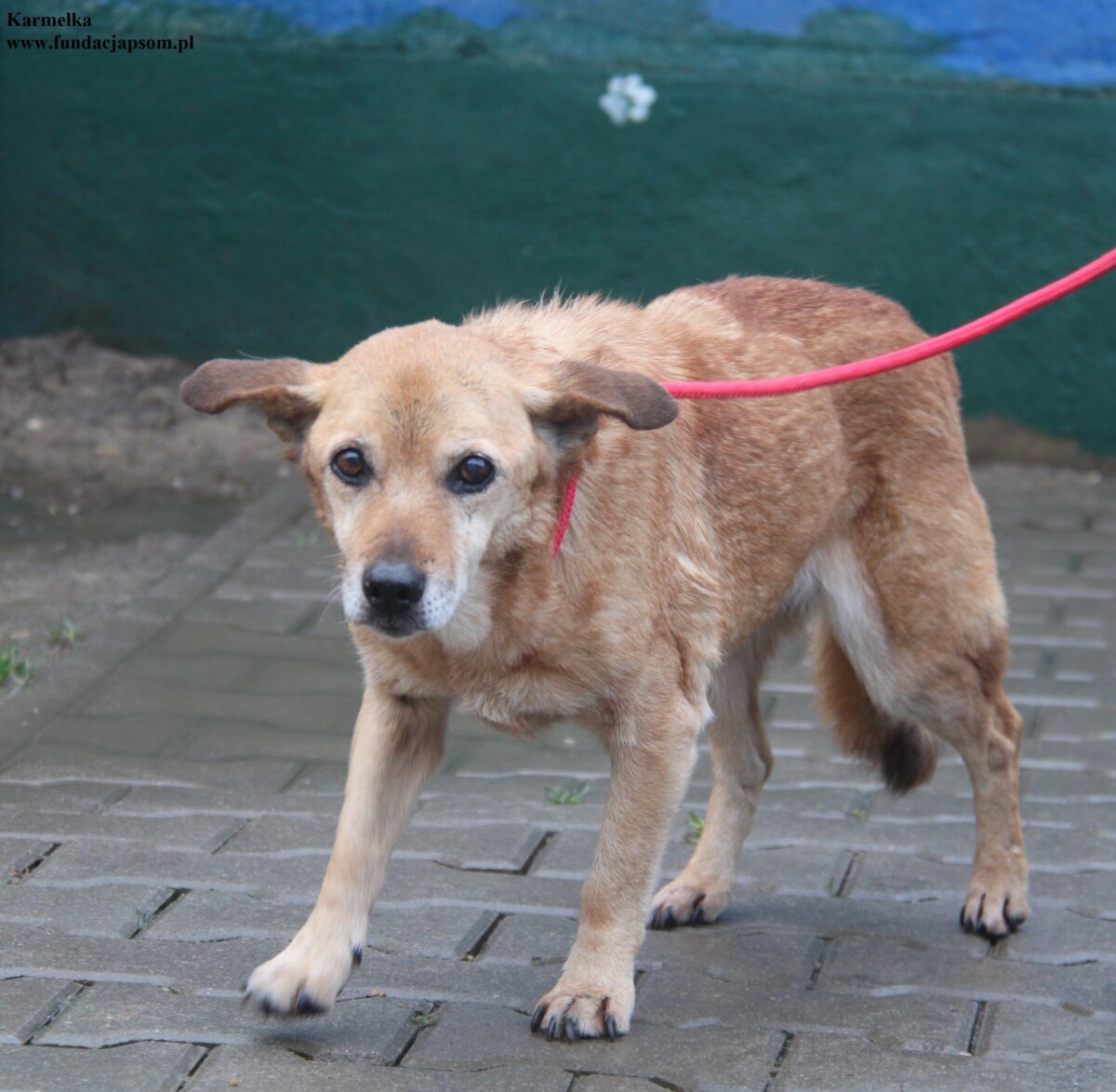 Karmelka - obrazek 2