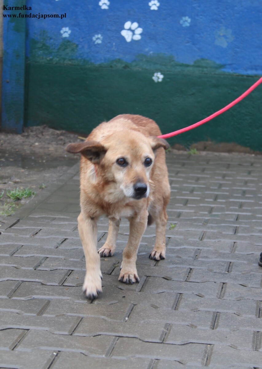 Karmelka - obrazek 3