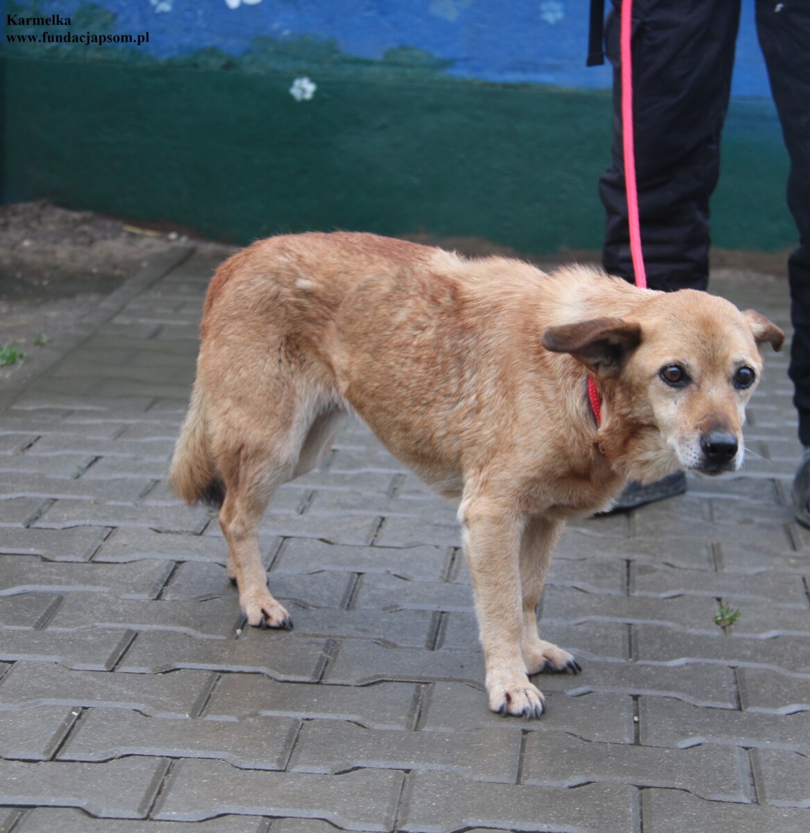 Karmelka - obrazek 4