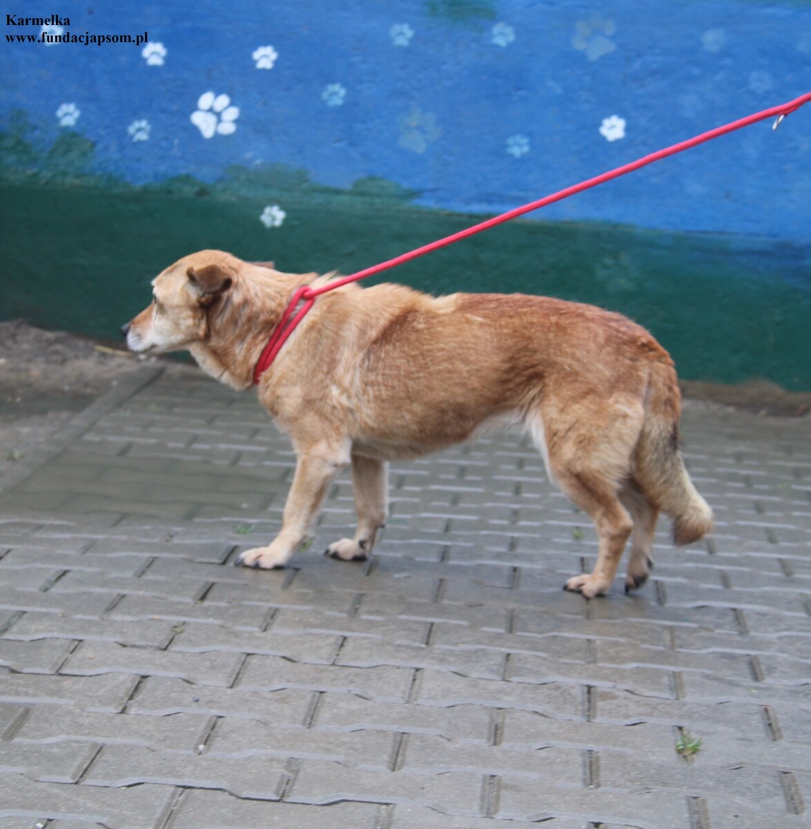 Karmelka - obrazek 5