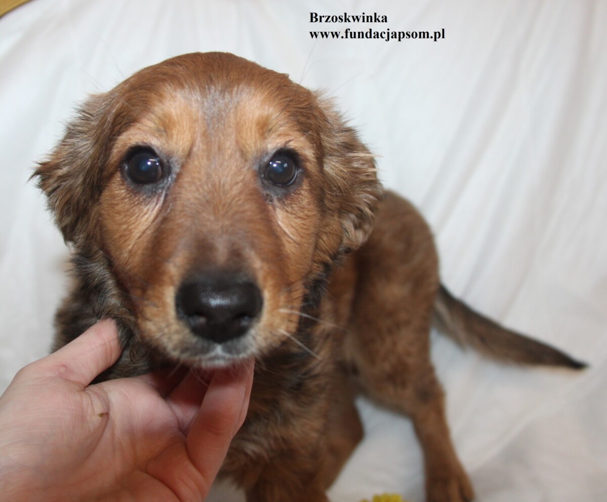 Brzoskwinka - obrazek 3