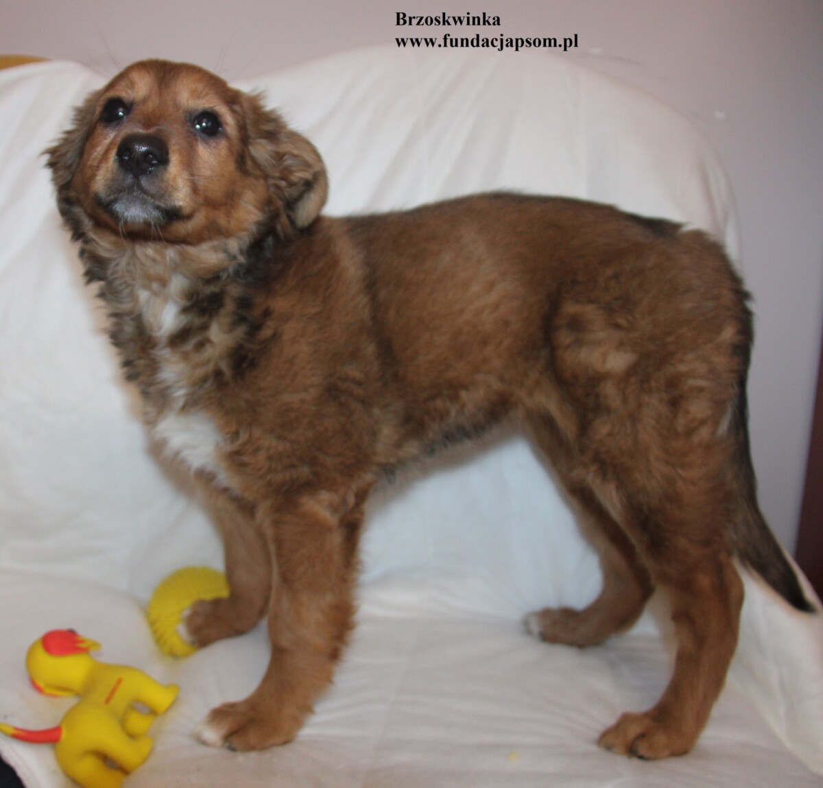 Brzoskwinka - obrazek 4