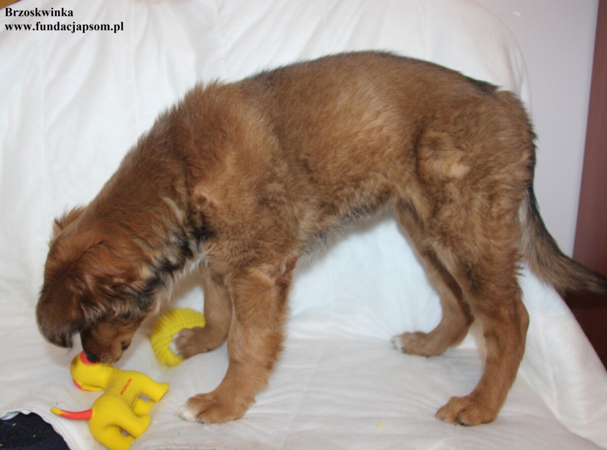 Brzoskwinka - obrazek 5