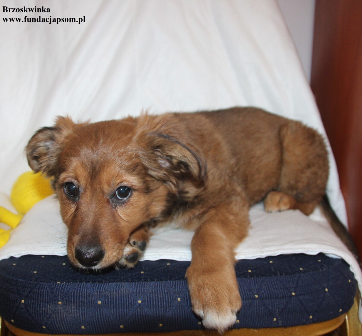 Brzoskwinka - obrazek 6