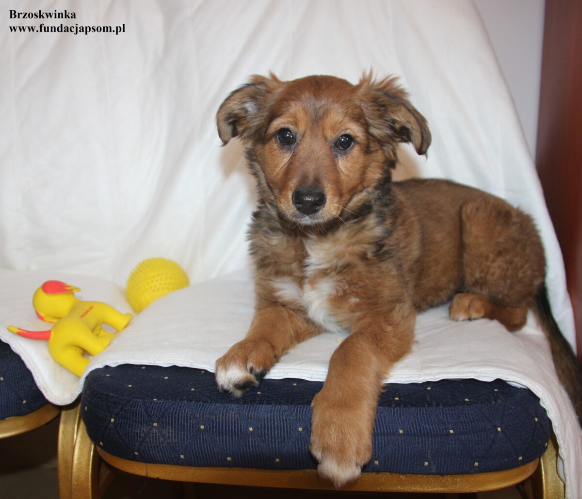 Brzoskwinka - obrazek 7