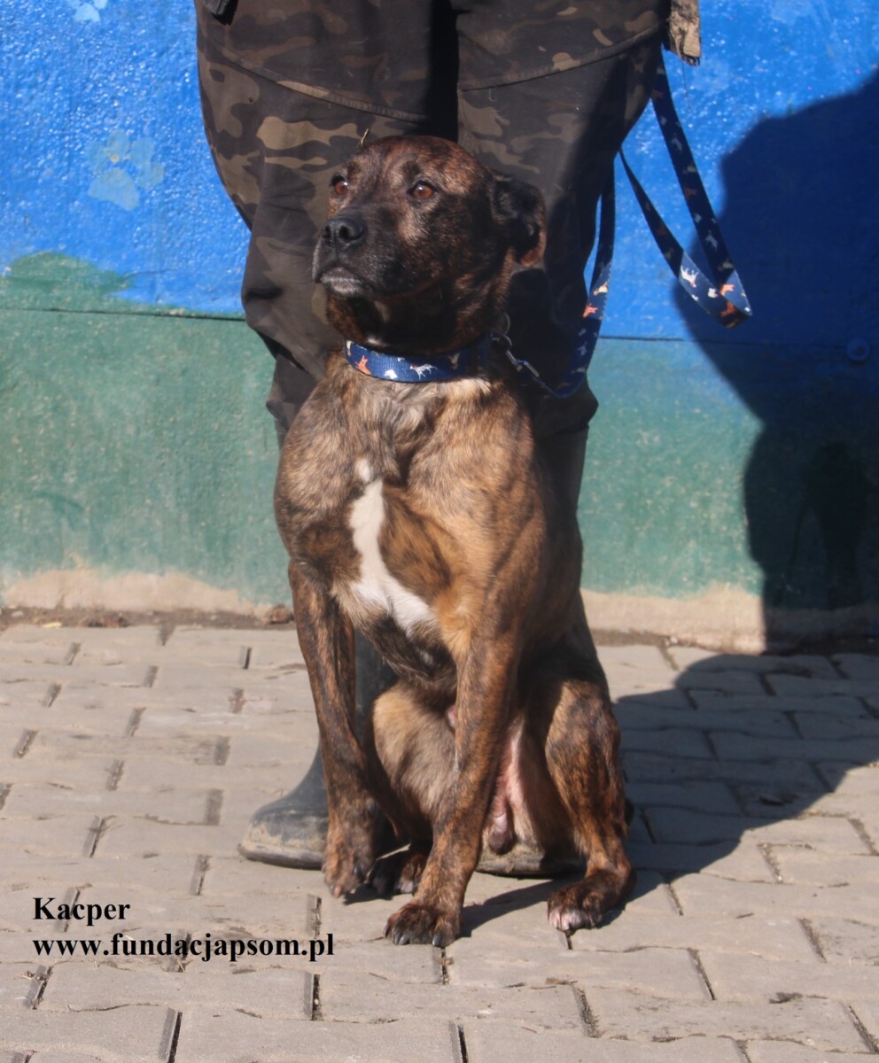 Kacper - obrazek 3