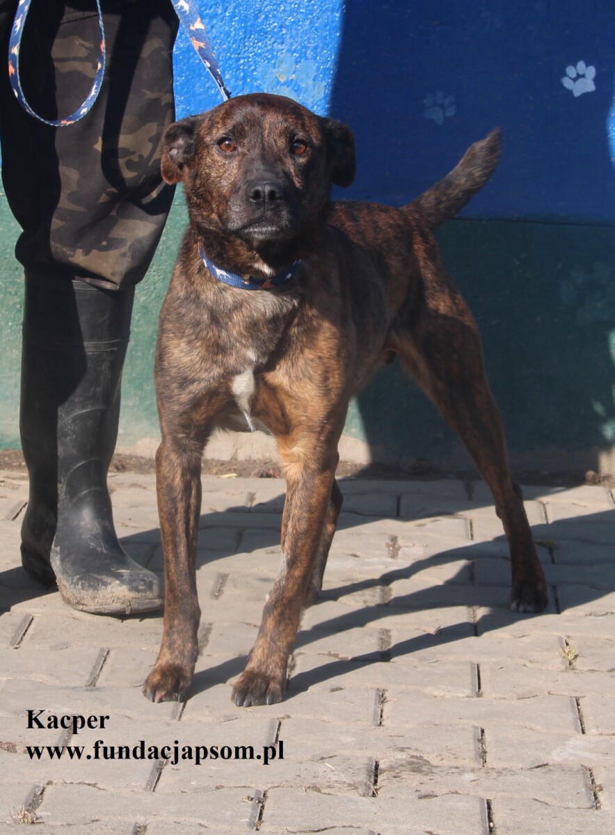 Kacper - obrazek 2