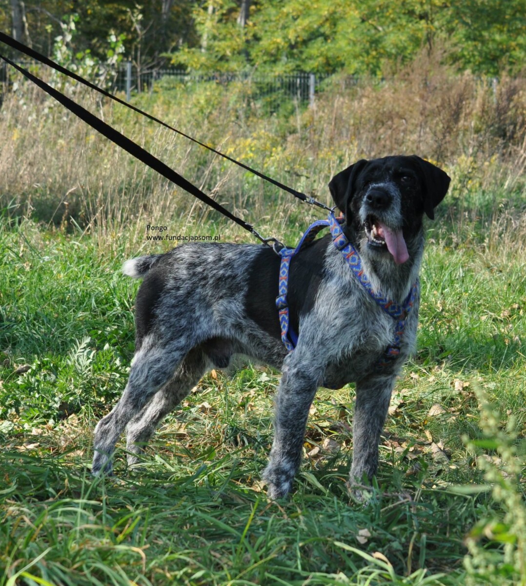 Pongo - obrazek 3