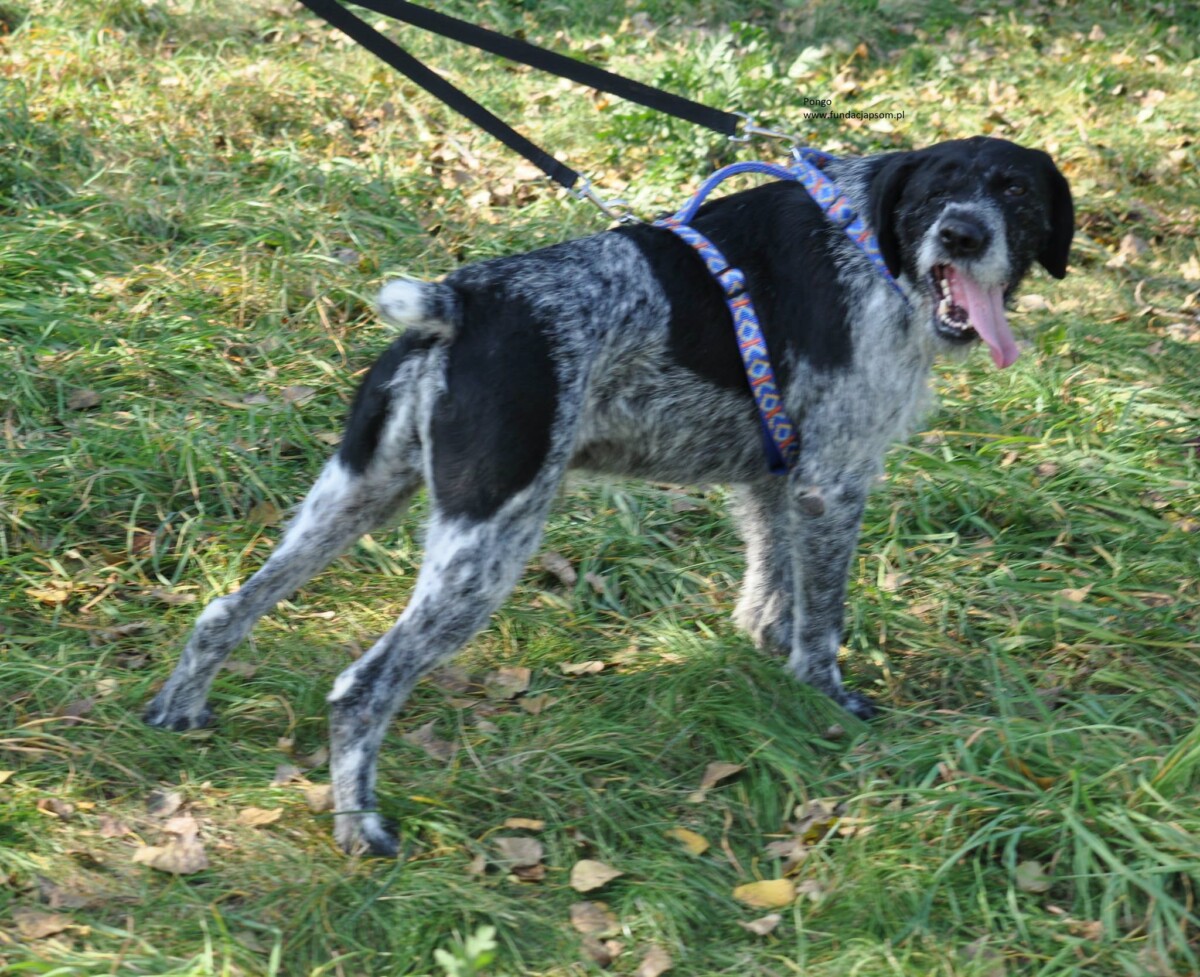 Pongo - obrazek 10
