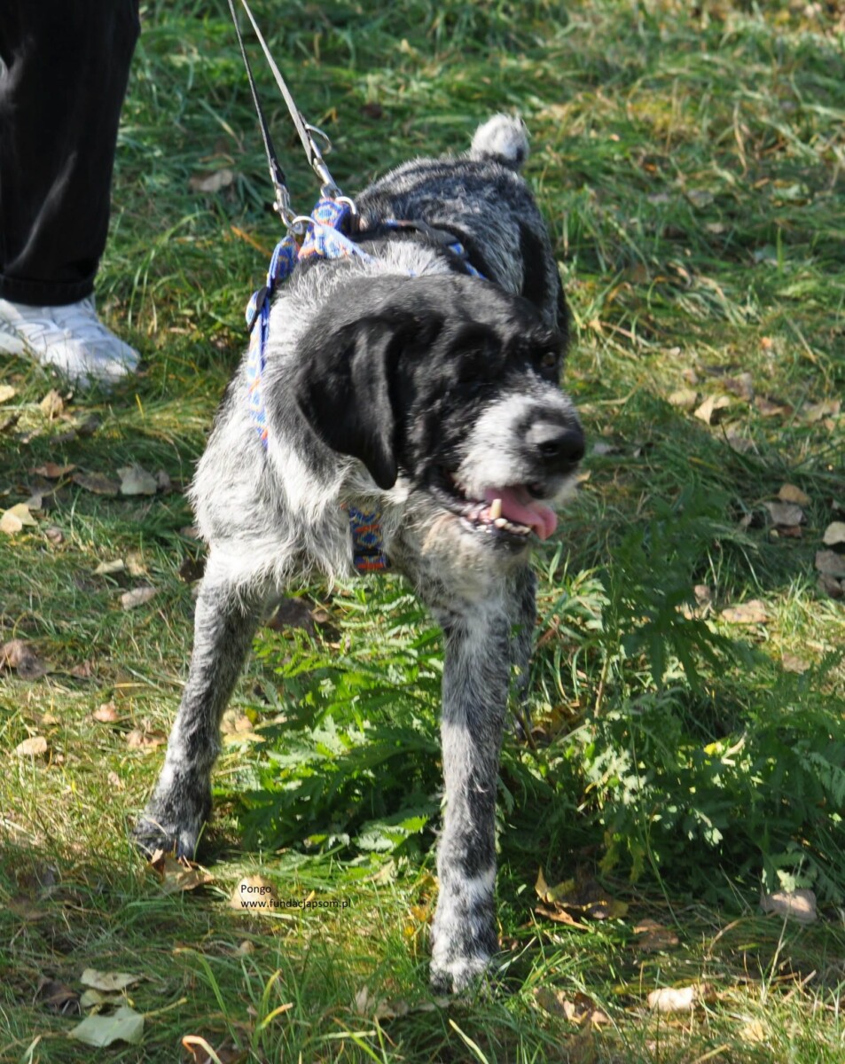 Pongo - obrazek 4
