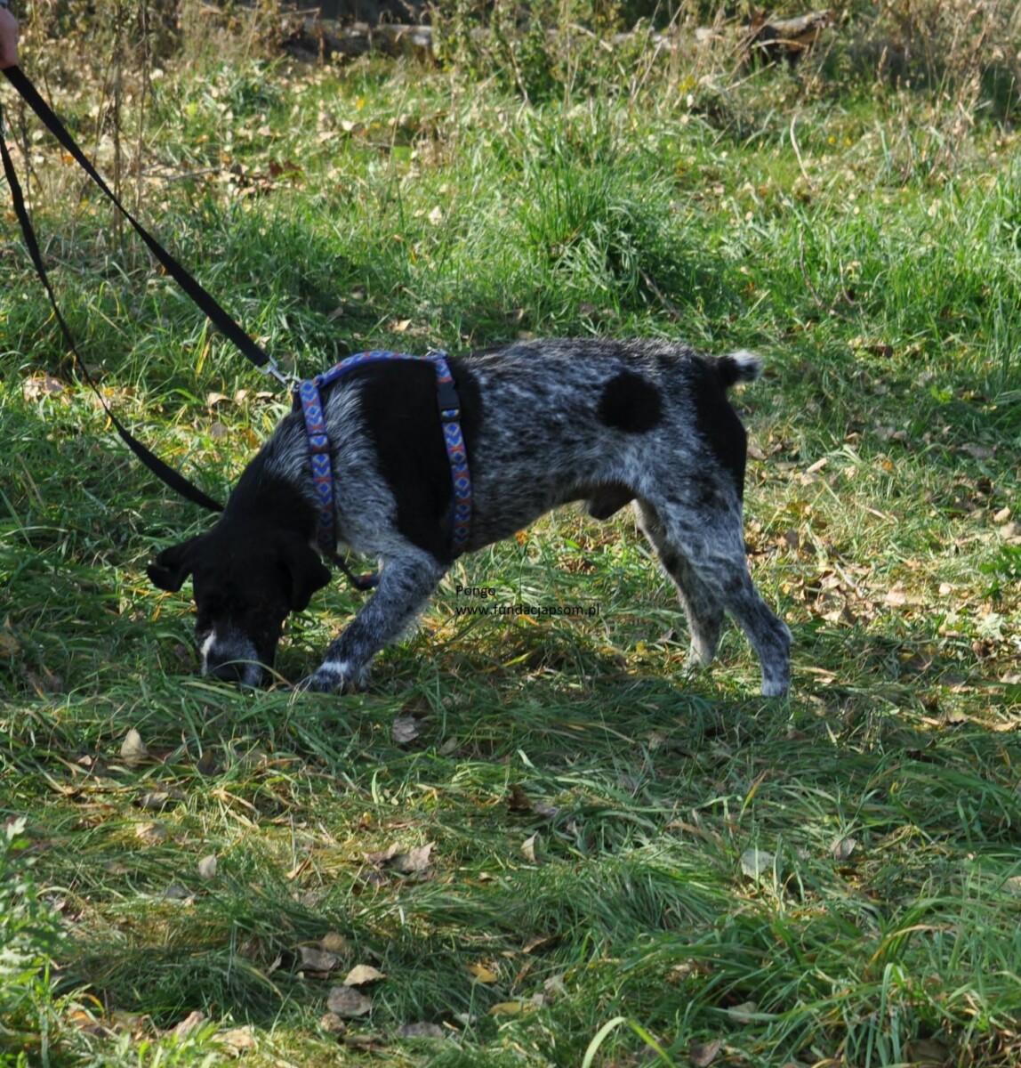 Pongo - obrazek 6