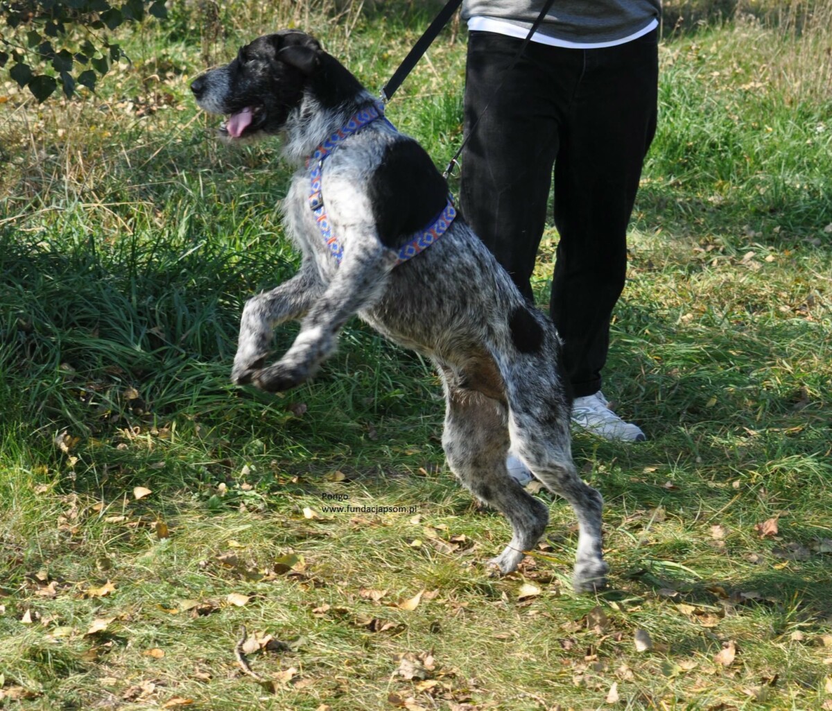 Pongo - obrazek 8