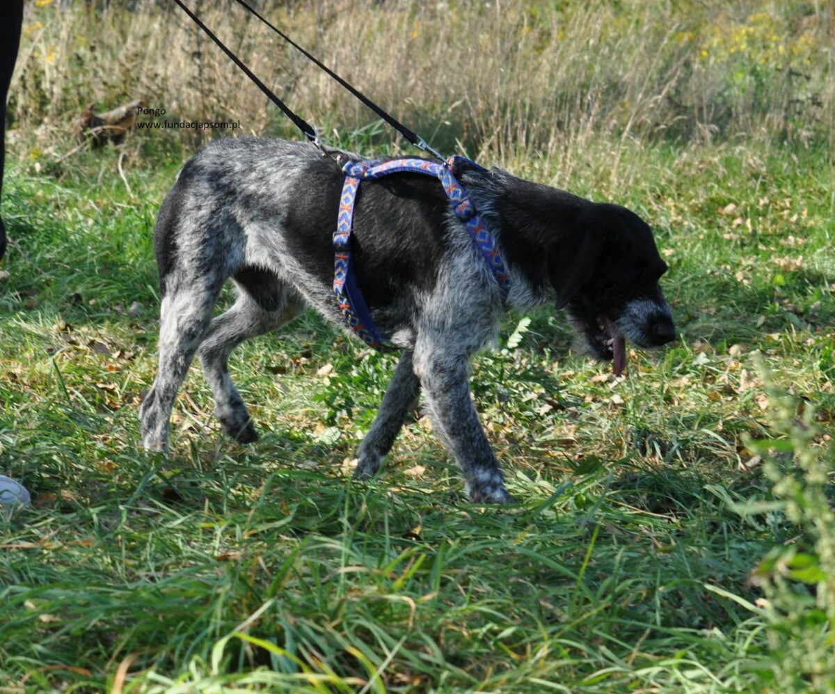 Pongo - obrazek 5