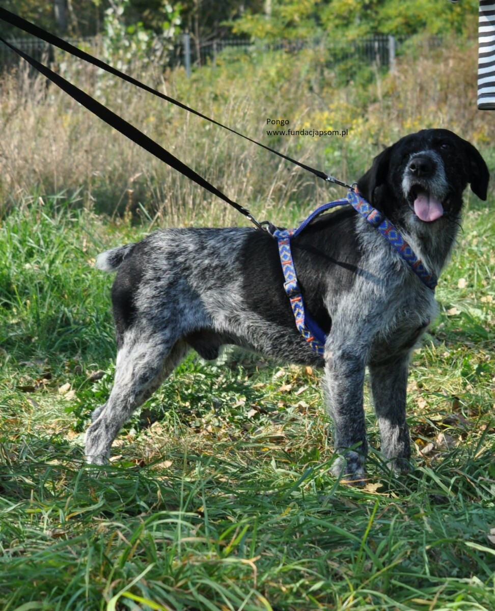 Pongo - obrazek 9