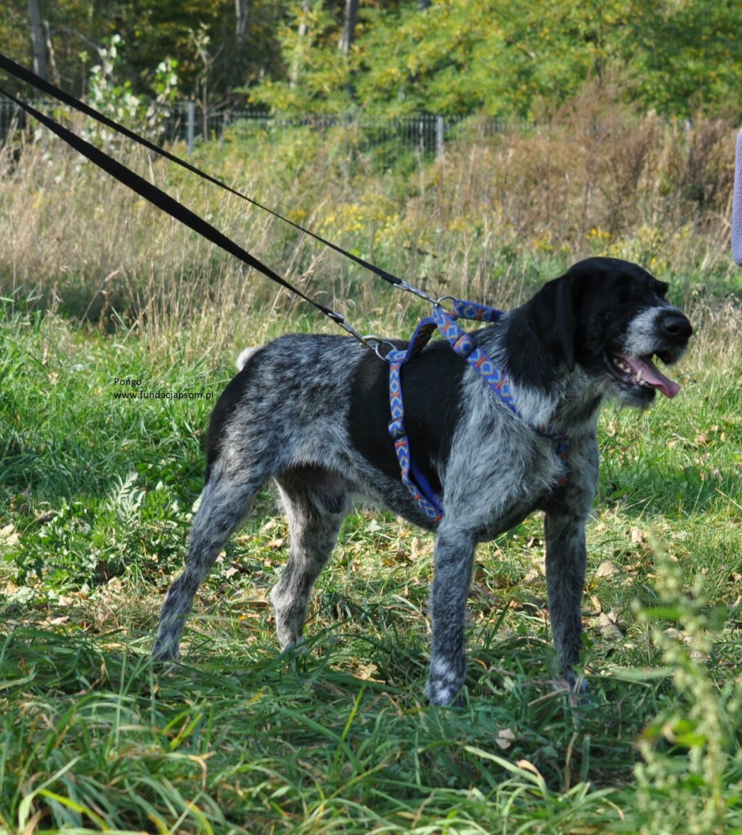 Pongo - obrazek 7
