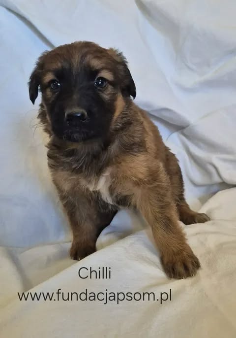 Chilli - obrazek 3