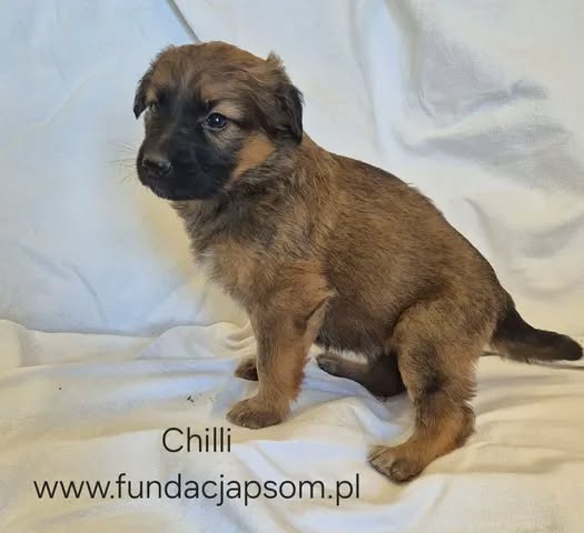 Chilli - obrazek 4