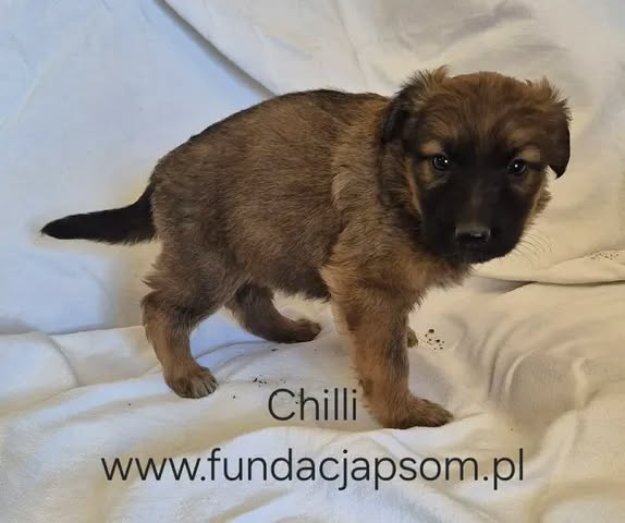 Chilli - obrazek 6