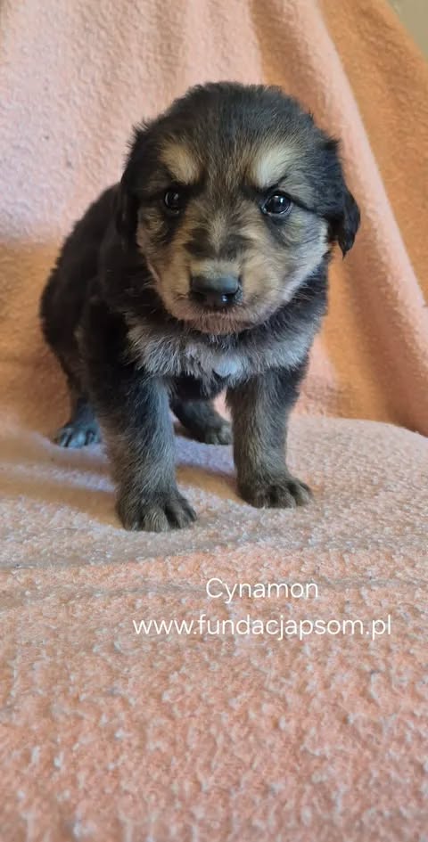 Cynamon - obrazek 3